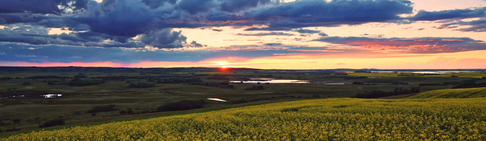 rural sunrise with wildflowers in foreground